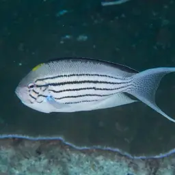 Lamarck's Angelfish, photo 7