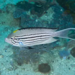 Lamarck's Angelfish