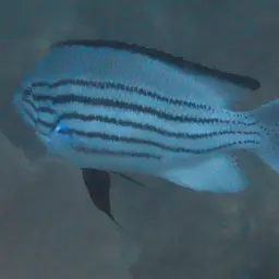Lamarck's Angelfish, photo 8
