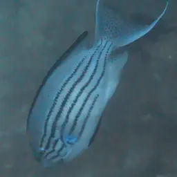 Lamarck's Angelfish, photo 9