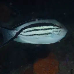 Lamarck's Angelfish, photo 10