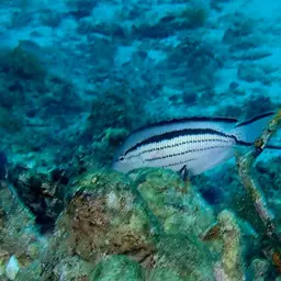 Lamarck's Angelfish, photo 11