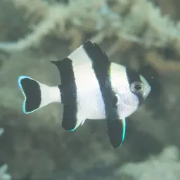 Blacktail Damselfish