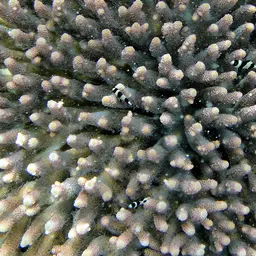Blacktail Damselfish, photo 2