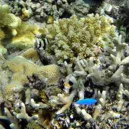Blacktail Damselfish, photo 3