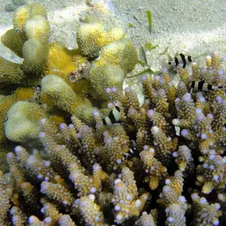 Blacktail Damselfish, photo 4