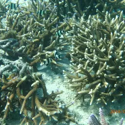 Blacktail Damselfish, photo 5