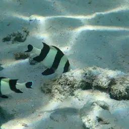 Blacktail Damselfish, photo 6