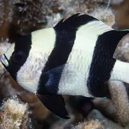 Blacktail Damselfish, photo 7