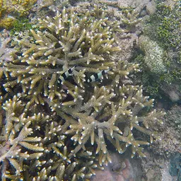 Blacktail Damselfish, photo 8