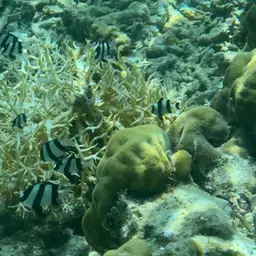 Blacktail Damselfish, photo 9