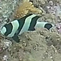 Blacktail Damselfish, photo 10