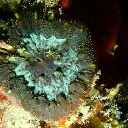 Blastomussa Coral, photo 1