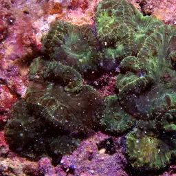 Blastomussa Coral, photo 2