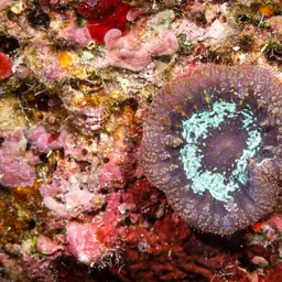 Blastomussa Coral, photo 3