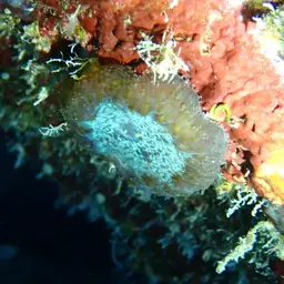 Blastomussa Coral, photo 4