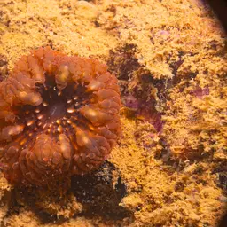 Blastomussa Coral, photo 5