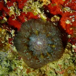Blastomussa Coral, photo 6
