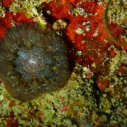 Blastomussa Coral, photo 7