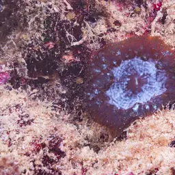 Blastomussa Coral, photo 8