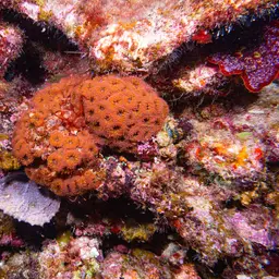 Branched Cup Coral, photo 2