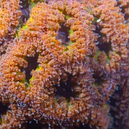 Branched Cup Coral, photo 1