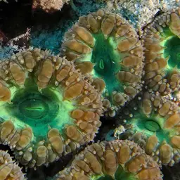 Branched Cup Coral, photo 3