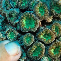 Branched Cup Coral, photo 4