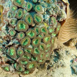 Branched Cup Coral, photo 5