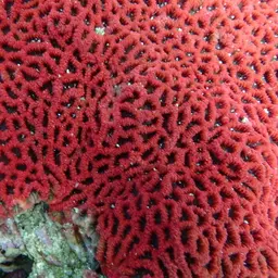 Branched Cup Coral, photo 6