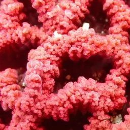 Branched Cup Coral, photo 7