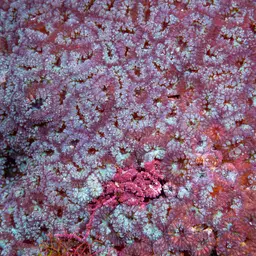Branched Cup Coral, photo 8