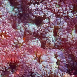 Branched Cup Coral, photo 9