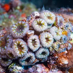 Branched Cup Coral, photo 10