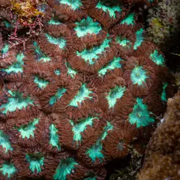 Branched Cup Coral, photo 12