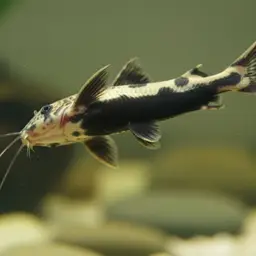 Upside-down Catfish, photo 1