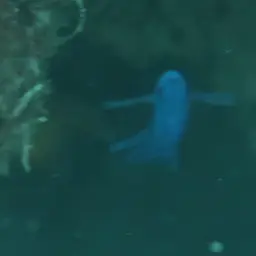 Blue Assessor, photo 1