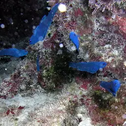 Blue Assessor, photo 2