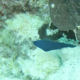 Blue Assessor, photo 3