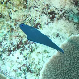 Blue Assessor, photo 4