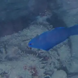 Blue Assessor, photo 6