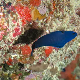 Blue Assessor, photo 7