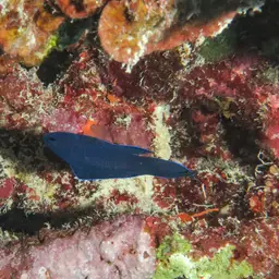 Blue Assessor, photo 8