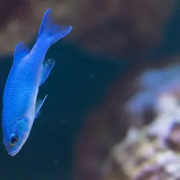 Blue Assessor, photo 10
