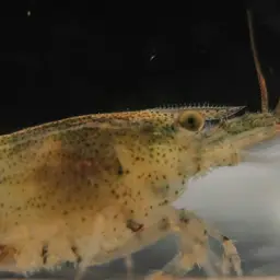 Blueberry Shrimp, photo 2