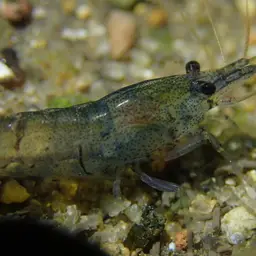 Blueberry Shrimp, photo 3