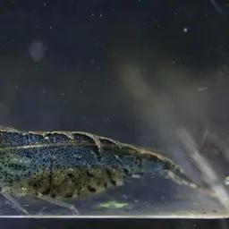 Blueberry Shrimp, photo 4