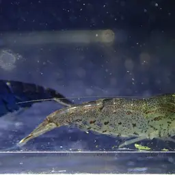 Blueberry Shrimp, photo 5