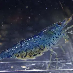 Blueberry Shrimp, photo 6