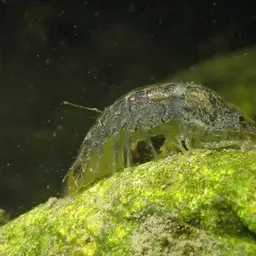 Blueberry Shrimp, photo 7